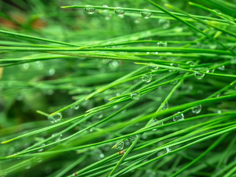 pexels-pixabay-207231 (1)